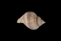 藏品(鶉法螺)的圖片